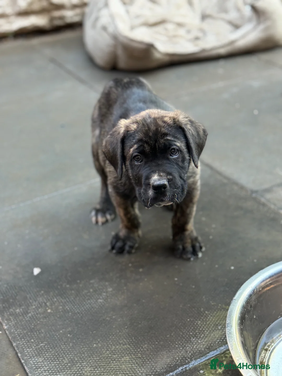 Presa Canario dogs for sale: Outstanding 🏆Champion Blood presa Canario pups!! - Advert 1