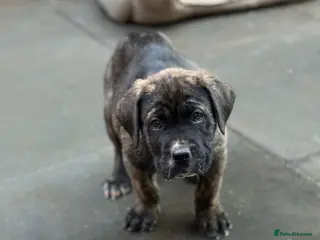 Presa Canario dogs Outstanding 🏆Champion Blood presa Canario pups!! - Advert 1