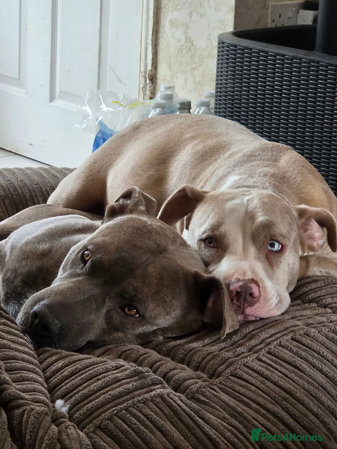 Mixed Breed dogs for sale: Staffy x American bulldog  - Advert 2