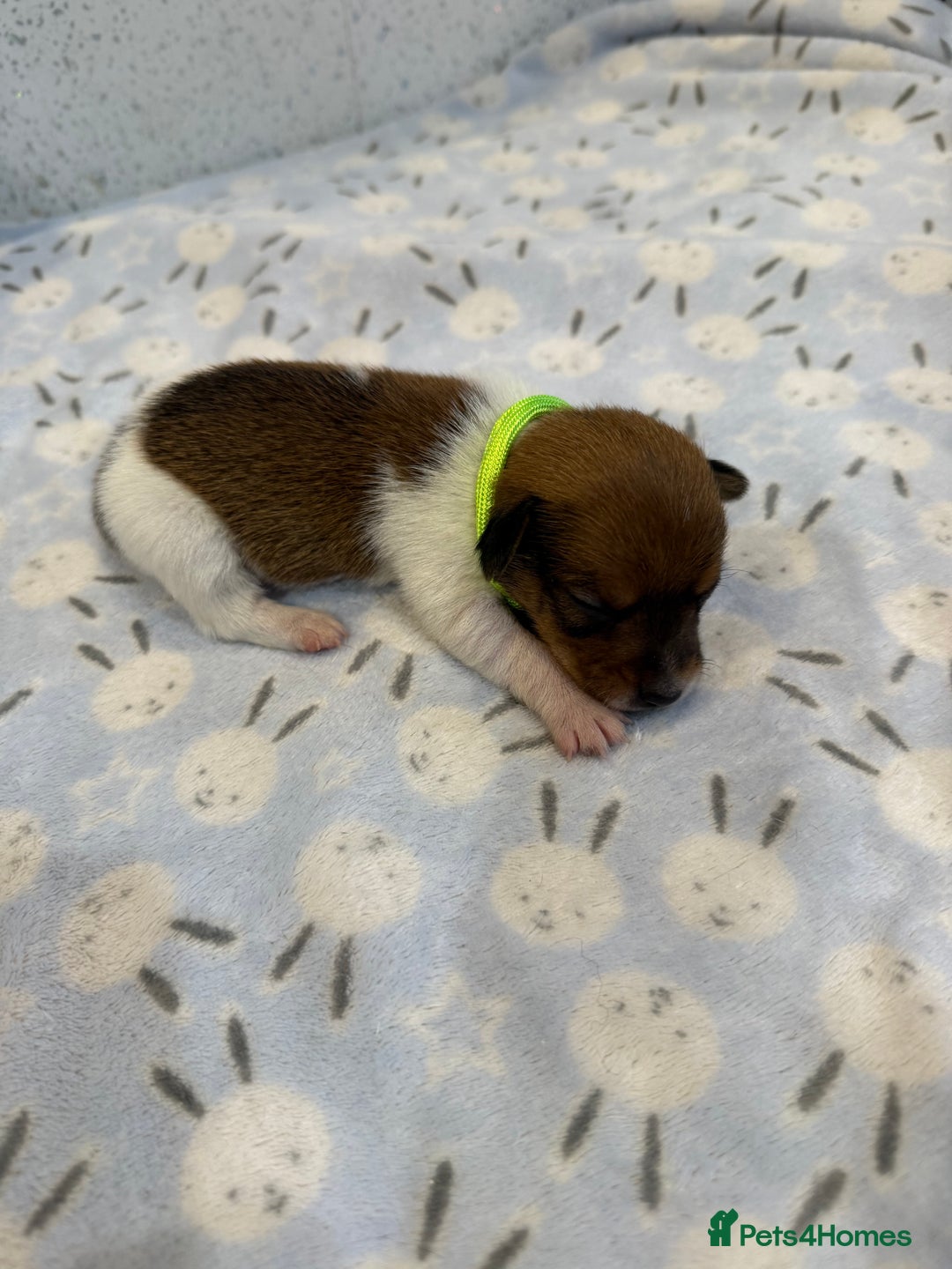 Jack Russell dogs for sale: Jack Russell puppies  - Image 8