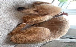 Toy Poodle dogs for sale: Toy poodles deep red. 2 - Image 11