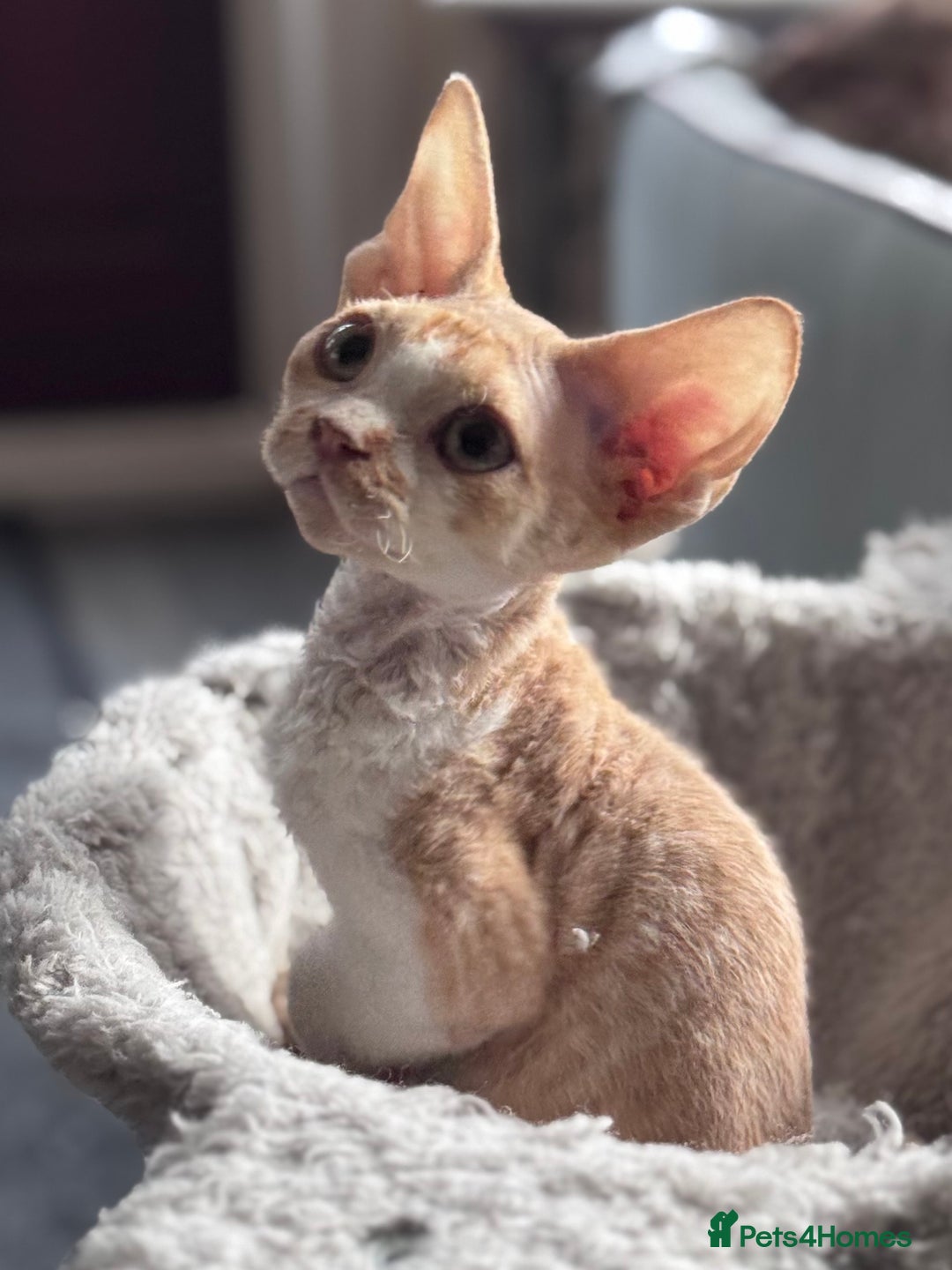 Devon Rex cats for sale: Adorable pedigree Devon Rex  - Image 6