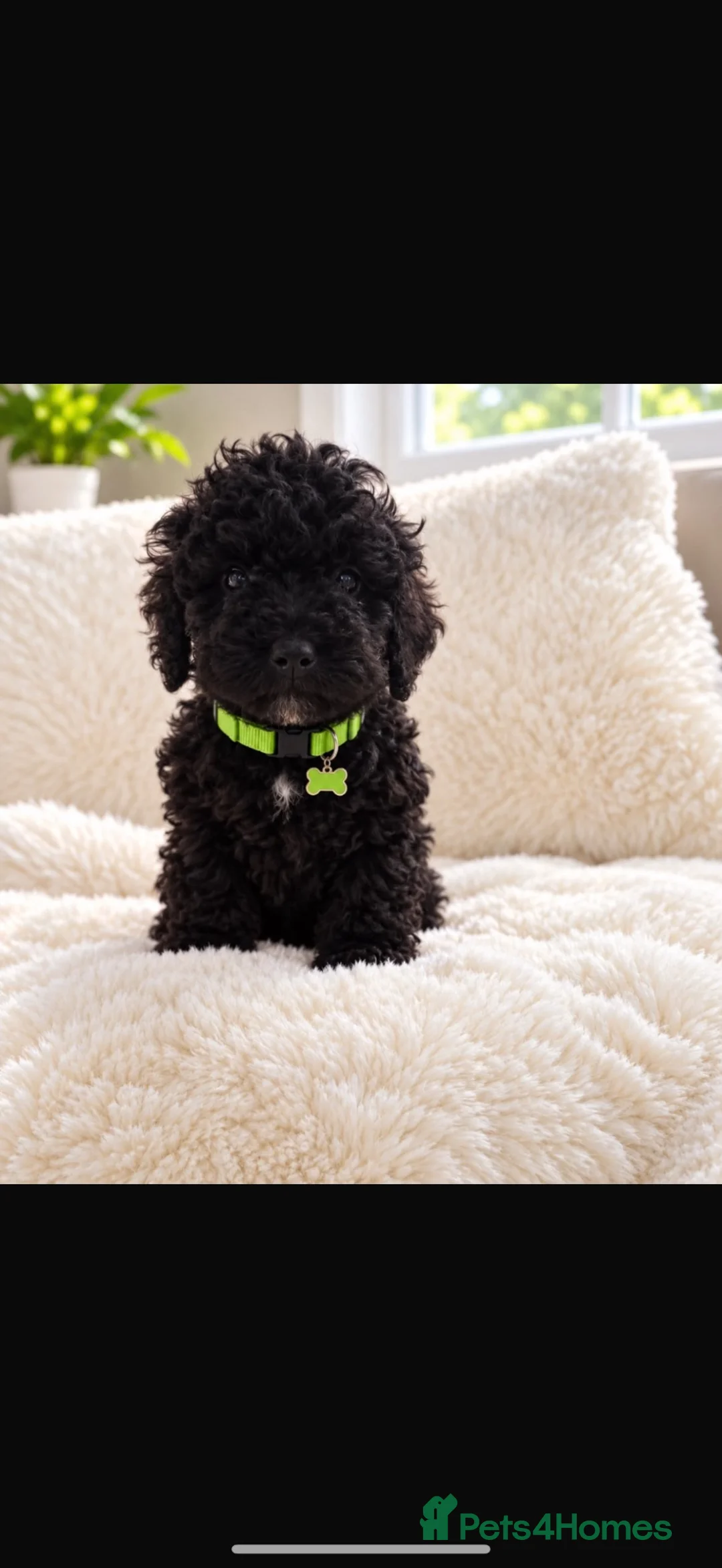 Mixed Breed dogs for sale: Adorable Asian poodle cross toy poodle  - Advert 6