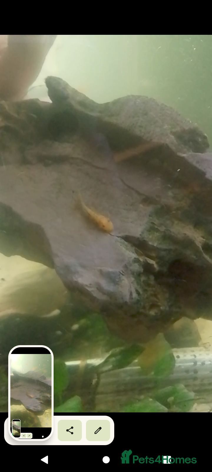 Plecos fish Calico/German red plecos - Advert 16