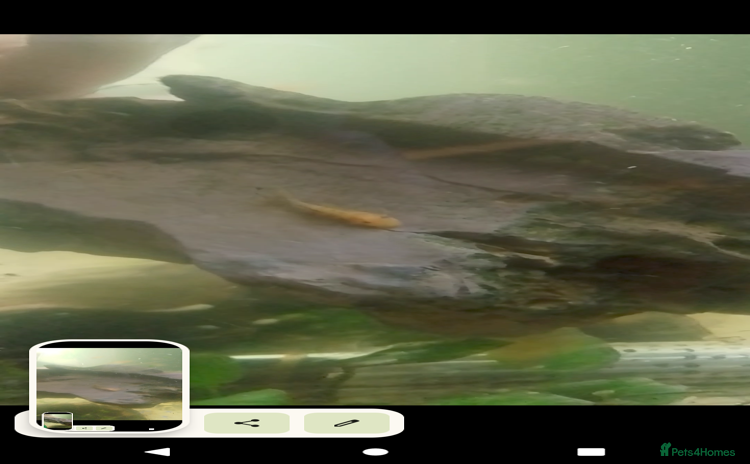 Plecos fish - Advert 1