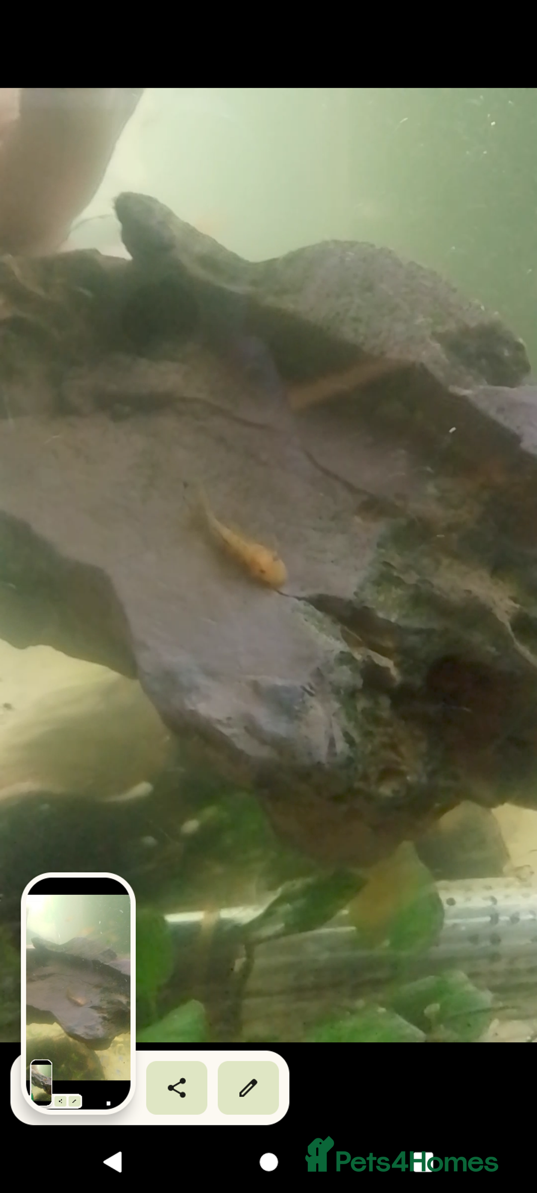 Plecos fish for sale: Calico/German red plecos - Image 1