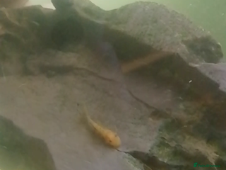 Plecos fish - Advert 26
