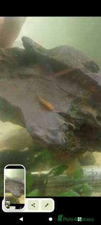 Plecos fish - Advert 2
