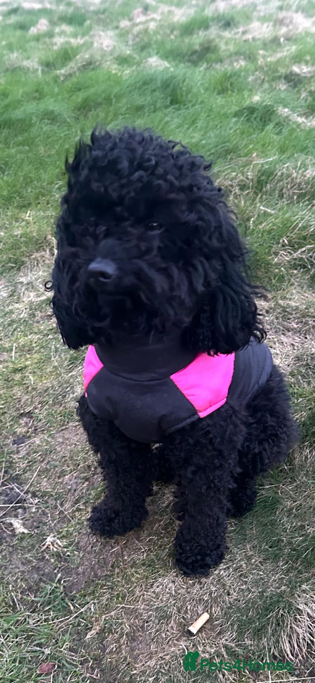 Cavapoo dogs for sale: F2 cavapoo puppies in Halifax - Advert 1