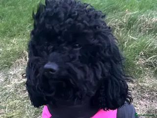 Cavapoo dogs F2 cavapoo puppies - Advert 14