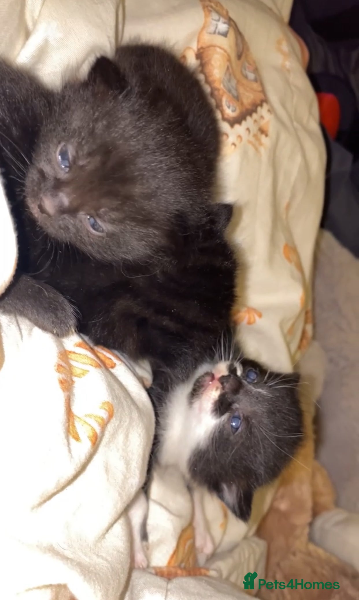 Mixed Breed cats 3 beautiful kittens for sale!!! - Advert 3