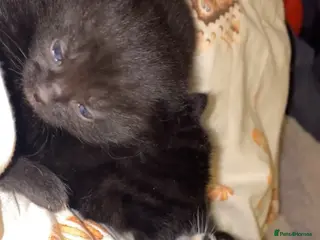 Mixed Breed cats 3 beautiful kittens for sale!!! - Advert 5