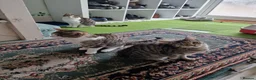 Mixed Breed cats for sale: Tabby Cats 4 Sale in Barking - Advert 27