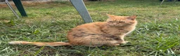 Domestic Shorthair cats for sale: Female Ginger Tabby Looking for Forever Home in Kidlington - Advert 4