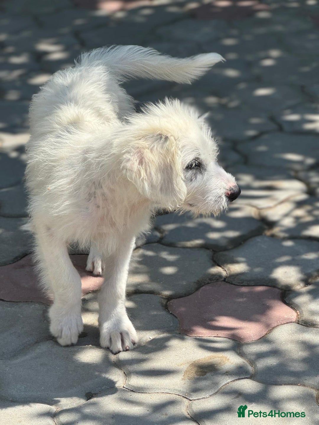 Mixed Breed dogs for adoption: Meet JOJO - a superb big girl, for a Loving Home - Image 23