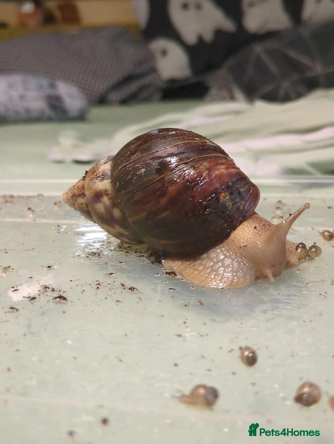 Snails invertebrates Giant African land snail adults - Advert 6