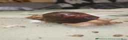 Snails invertebrates for sale: Giant African land snail  - Advert 1