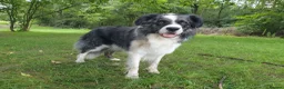 Border Collie dogs for stud: *proven* health tested working merle border collie - Advert 20
