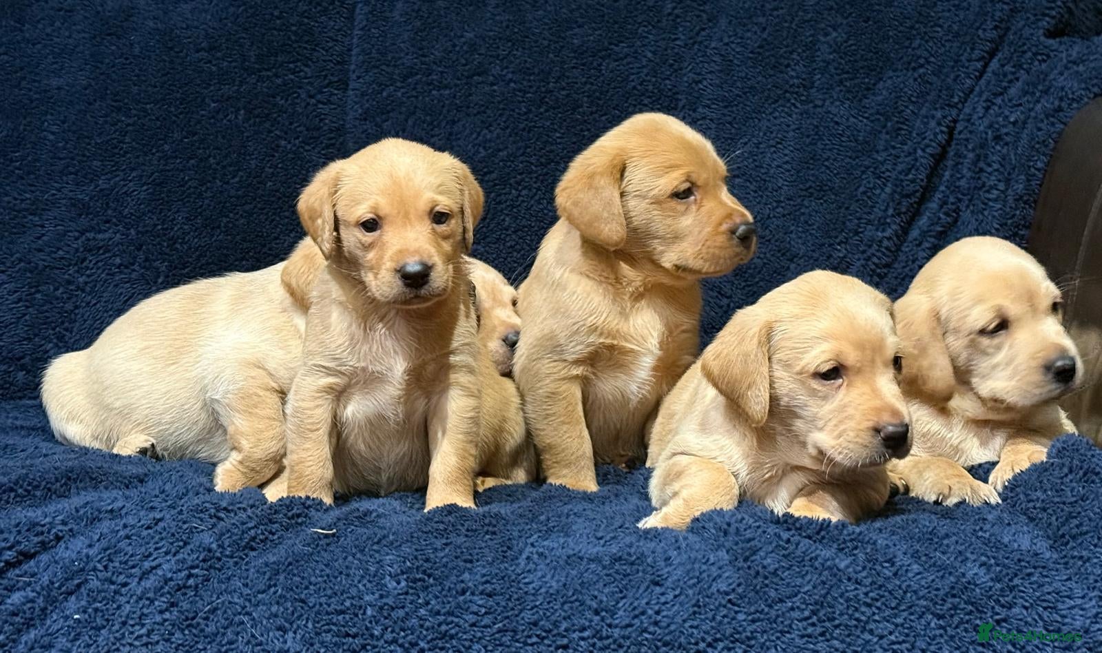 Labrador Retriever dogs Fetch labrador puppies - Advert 2
