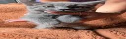 Mixed Breed cats for sale: 5 beautiful kittens for sale - Advert 20