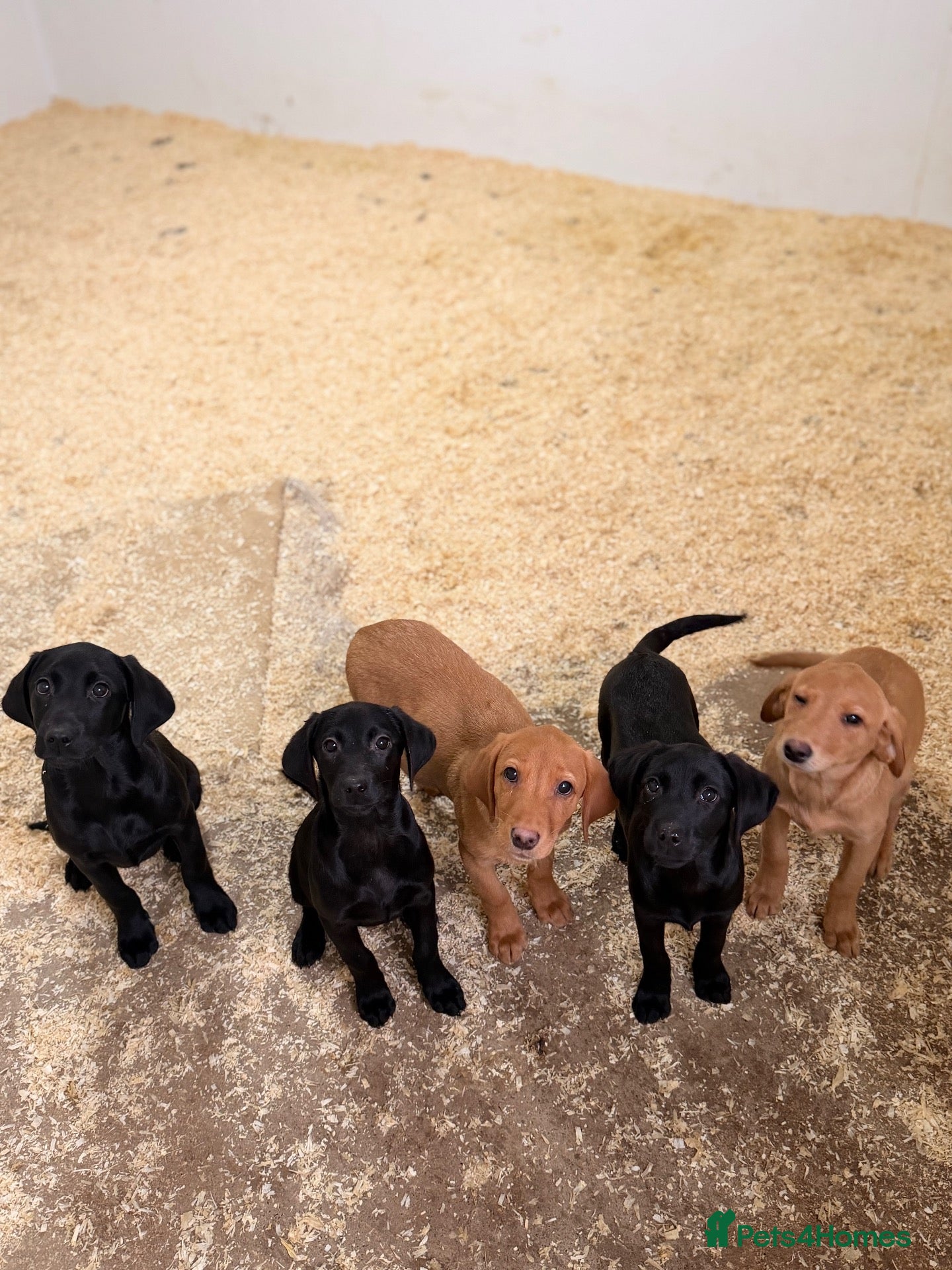 Labrador Retriever dogs for sale: Well Bred Working Labradors - Advert 1