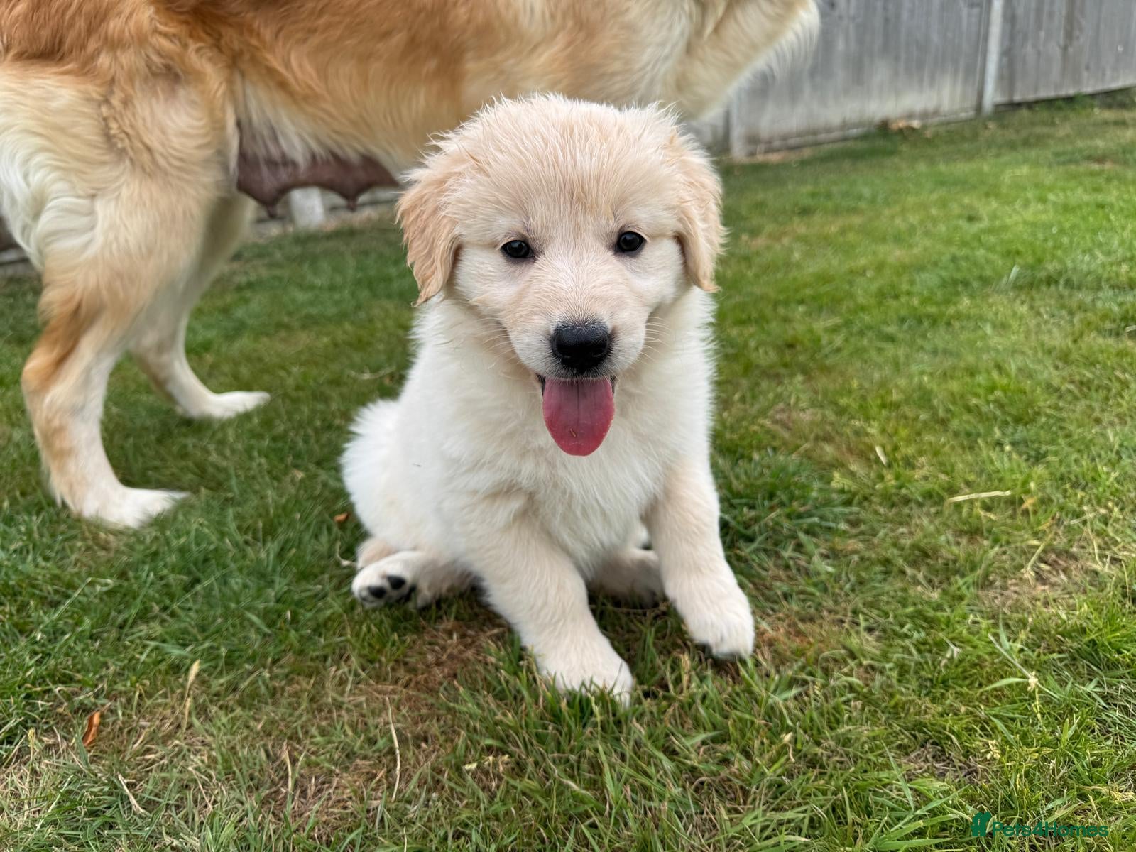 Golden Shepherd dogs Golden Shepherd Pups READY NEXT WEEK - Advert 1