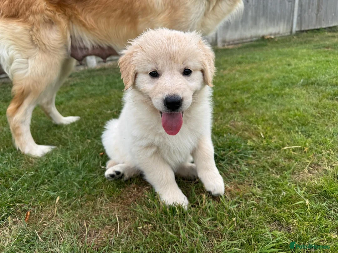 Golden Shepherd dogs for sale: Golden Shepherd Pups READY NEXT WEEK - Advert 1