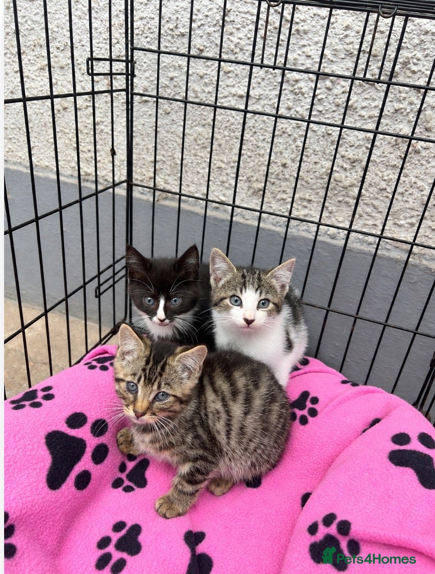 Mixed Breed cats Litter of kittens for sale - Advert 11