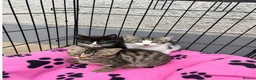 Mixed Breed cats for sale: Litter of kittens for sale - Advert 1