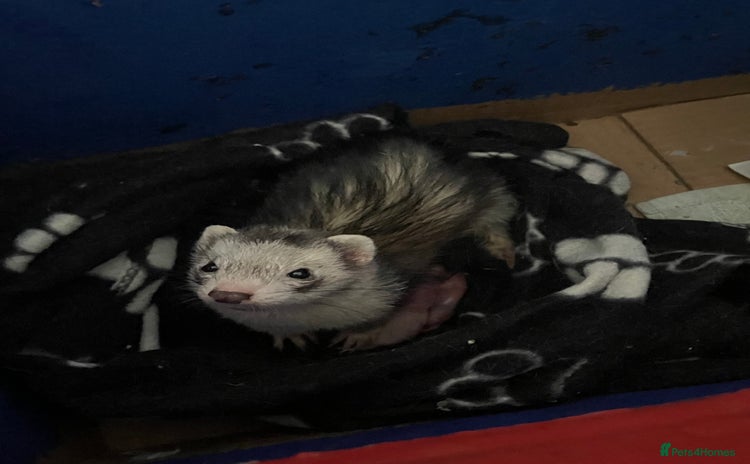 Ferret rodents - Advert 3