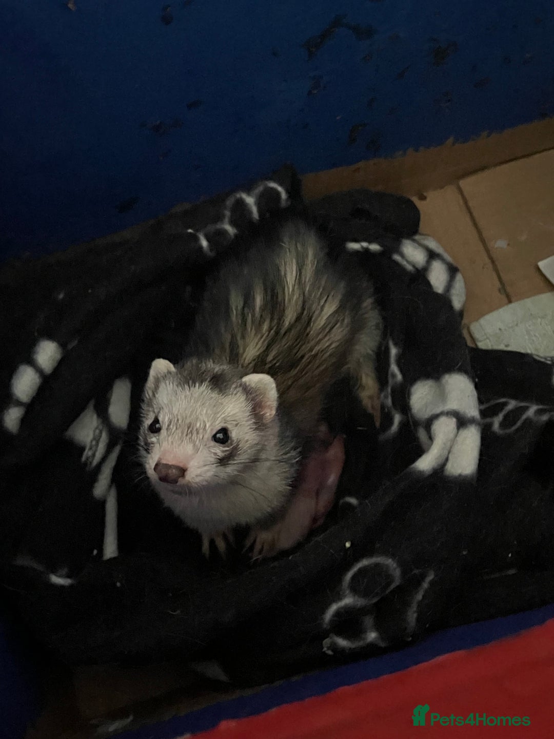 Ferret rodents for sale: Baby ferret kits (available late September ) - Image 1