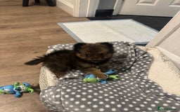 Pomeranian dogs for sale: Brindle Pomeranian  - Image 2