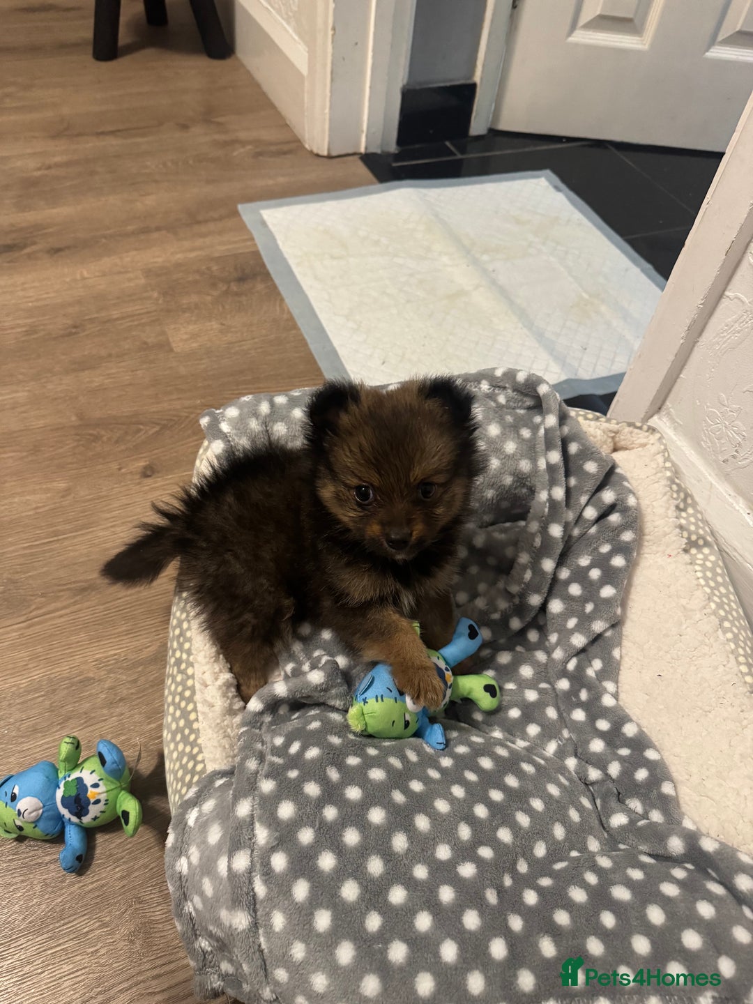 Pomeranian dogs for sale: Brindle Pomeranian  - Image 2