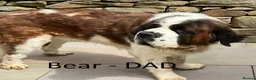 Saint Bernard dogs for sale: Pedigree St Bernard Pups in Blackwood - Advert 28