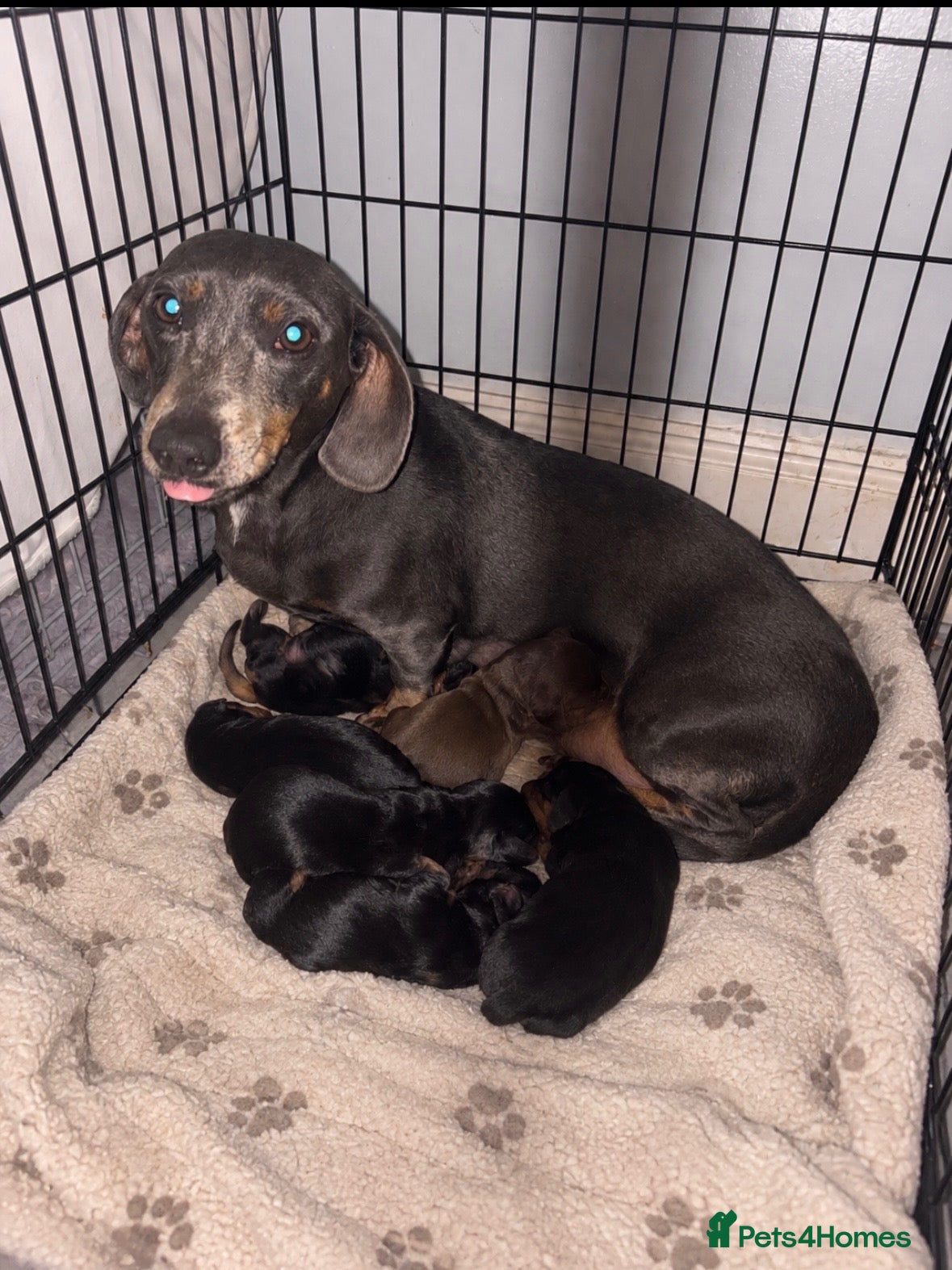 Dachshund dogs Beautiful dachshund puppies  - Advert 1
