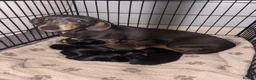 Dachshund dogs for sale: Beautiful dachshund puppies  - Advert 1