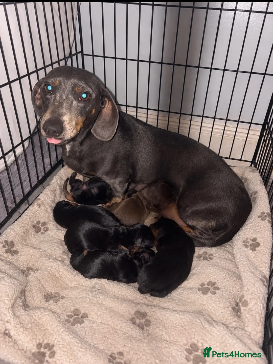 Dachshund dogs for sale: Beautiful dachshund puppies  - Advert 1