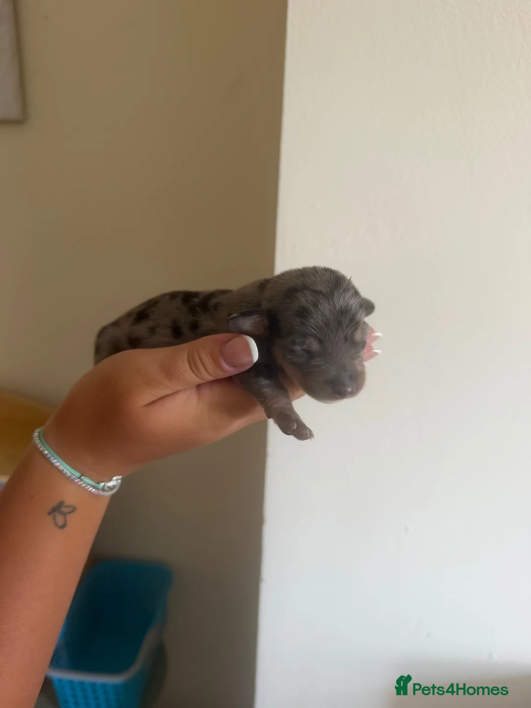 Miniature Dachshund dogs for sale: Miniature dachshund  - Advert 5
