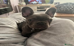 French Bulldog dogs for sale: French Blue Bulldog  - Image 8