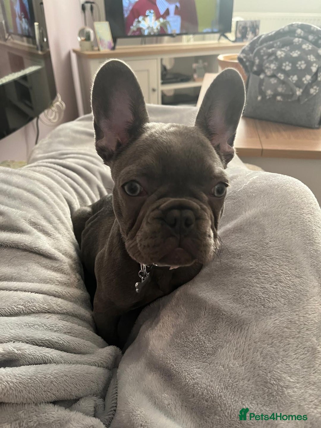 French Bulldog dogs for sale: French Blue Bulldog  - Image 8