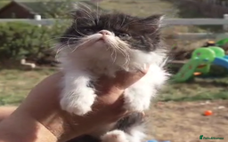 Persian cats for sale: Persian kittens KC Registered with pedigree - Image 12