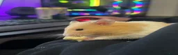Hamster rodents for sale: Syrian Hamster with cage and accesories - Advert 1