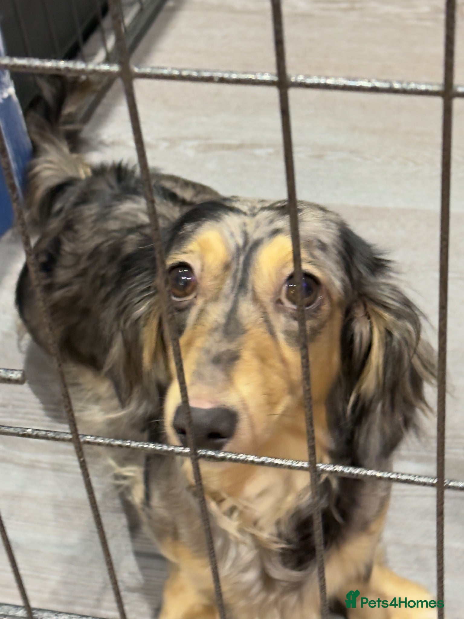 Miniature Dachshund dogs Litter of 5 stunning puppies - Advert 1