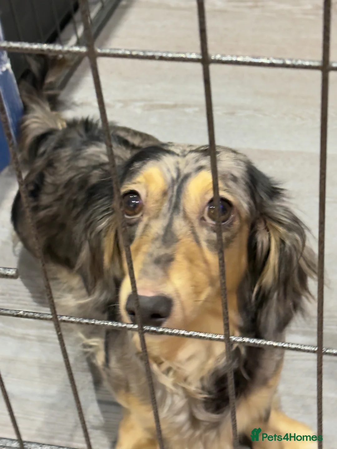 Miniature Dachshund dogs for sale: Litter of 5 stunning puppies - Advert 20