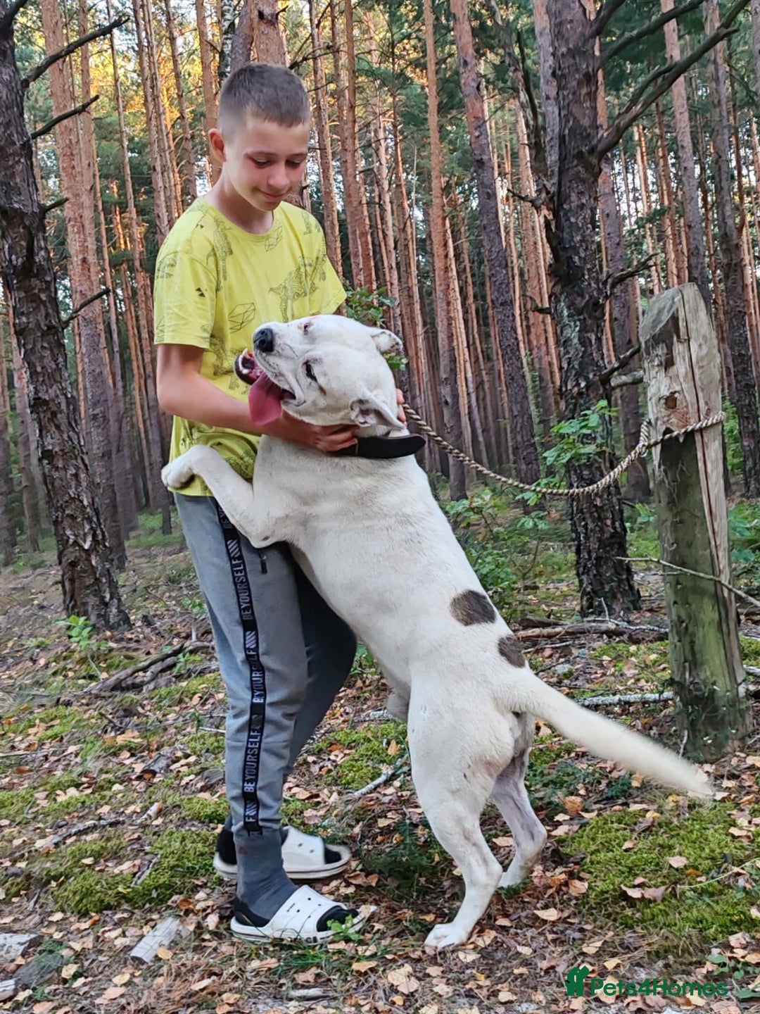 Staffordshire Bull Terrier dogs for adoption: BARON – Staffordshire Bull Terrier (Male) - Advert 3