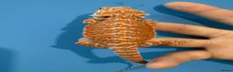 Bearded Dragon reptiles for sale: 💥💥💥Baby Dragons! WEEKEND SPECIAL £150 💥💥💥 - Advert 3