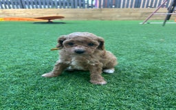 Cavapoo dogs for sale: F1BB cavapoo puppies  - Image 8