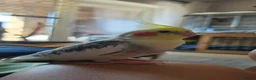 Cockatiels birds for sale: Silly Hand-Tame Male Cockatiel – DNA Tested - Advert 4
