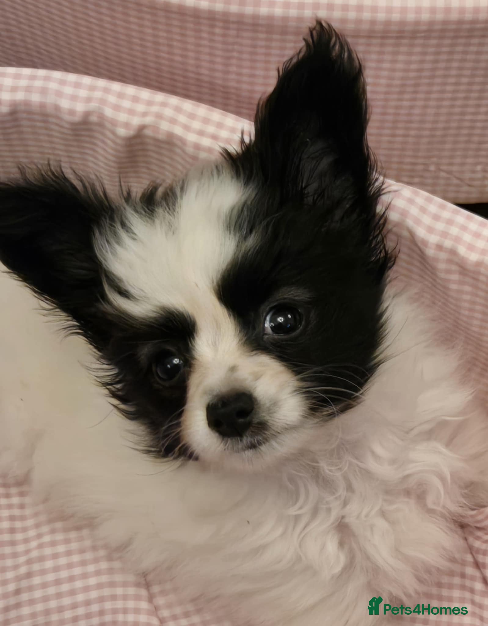 Papillon dogs Gorgeous Papillon boy  - Advert 1