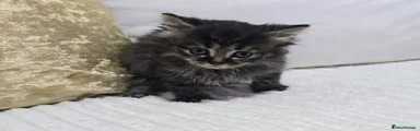 Domestic Shorthair 2